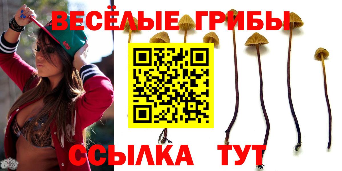 Карасук  Галлюциногенные грибы Psilocybe  Вход с VPN  Псилоцибиновые грибы прущие грибы 